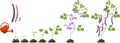 Life cycle of bean plant. Growth stages from seeding to flowering and fruiting plant